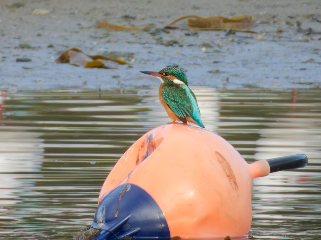 Kingfisher